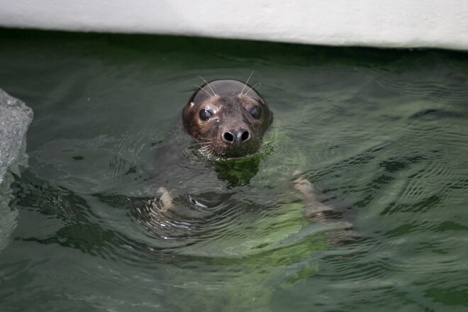 Ronis Lietuvas Jūras muzejā.