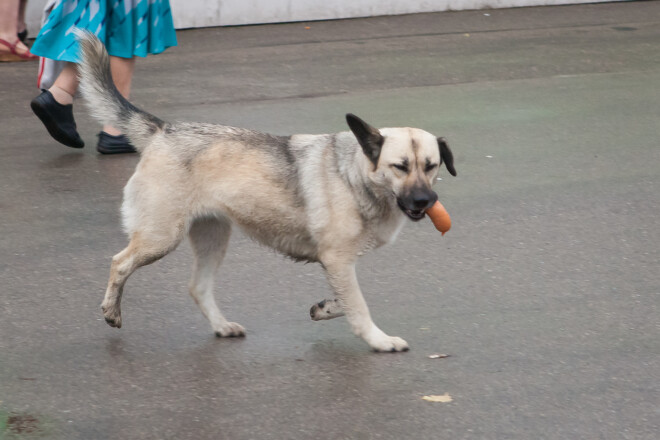 Laime pilnīga.