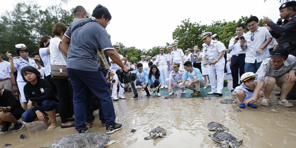 Par godu karaļa jubilejai Taizemē ļauj doties dzīvē 1066 bruņurupučiem