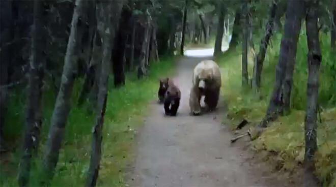 Grizlilāču mamma ar diviem mazuļiem parkā izseko vīrieti.