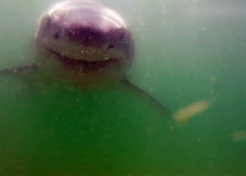 Haizivs tuvojas zinātnieka kamerai.