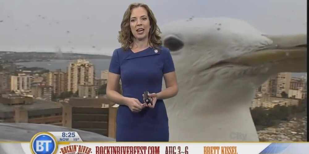 Это нужно видеть! Гигантская чайка сорвала прогноз погоды на канадском телеканале