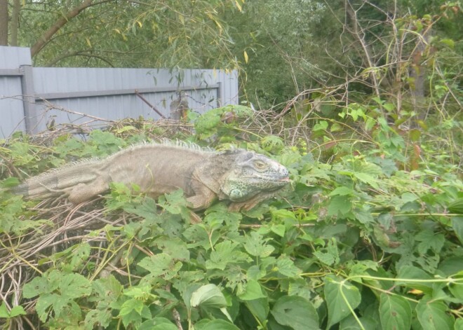 Izmisusi ukraiņu omīte sūdzas, ka dinozaurs nedēļām mielojas ar viņas kabacīšiem