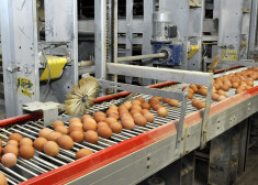 PVD pārbaudēs secinājis, ka Latvijā nopērkamajās olās nav fipronila.