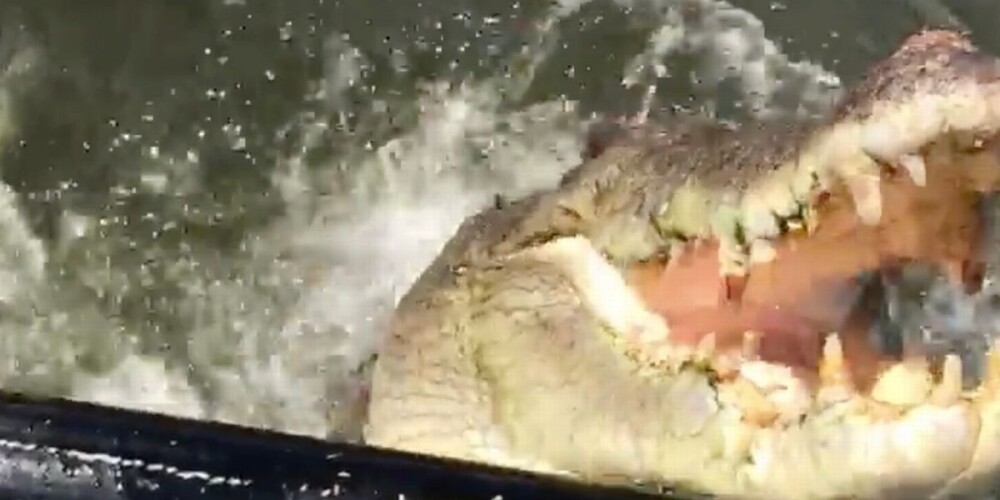 500-килограммовый крокодил едва не откусил оператору голову