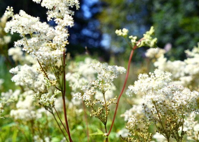 Pļavas karaliene vīgrieze - īstens dabas aspirīns
