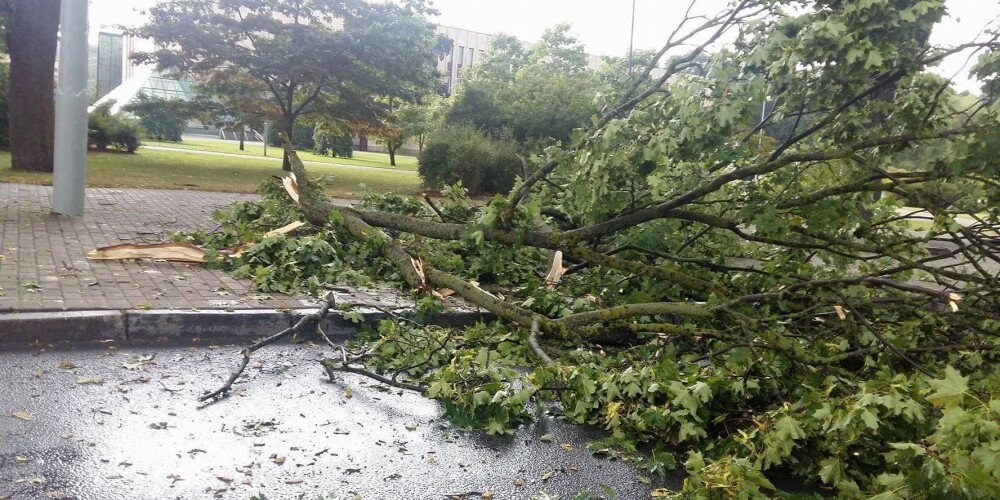 В Риге пострадали два человека, на которых во время грозы упало дерево