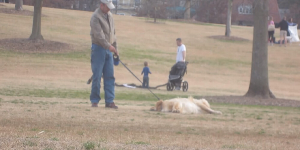 Пес виртуозно изображает «смертельную усталость», лишь бы не уходить из парка