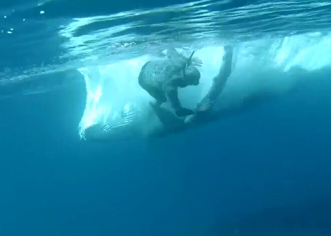 "Johaidī, viņš uzlēca uz manas pleznas!" Vaļu mazulis gandrīz nogalina snorkelētāju