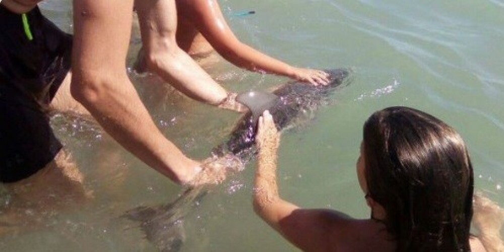 Tūristu kāre pēc selfija ar delfīnu mazuli to nobeidz