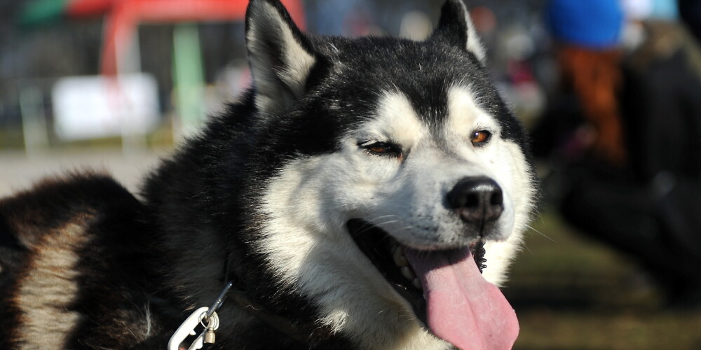 Skandalozajā "Dogo" suņu barībā tomēr atrod neatļautu vielu