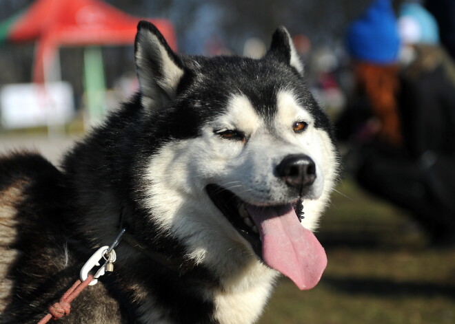 Skandalozajā "Dogo" suņu barībā tomēr atrod neatļautu vielu