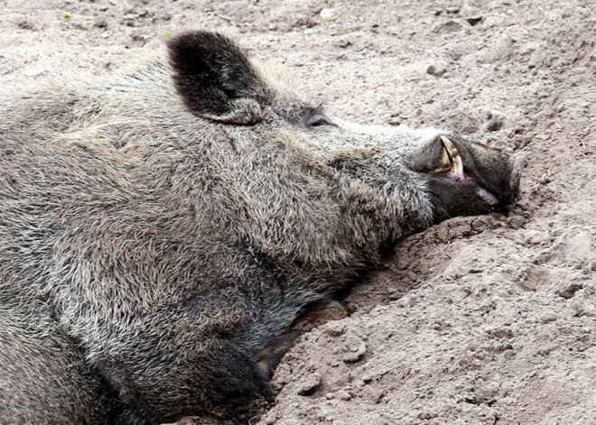 Āfrikas cūku mēris pirmo reizi konstatēts Lūznavas pagastā