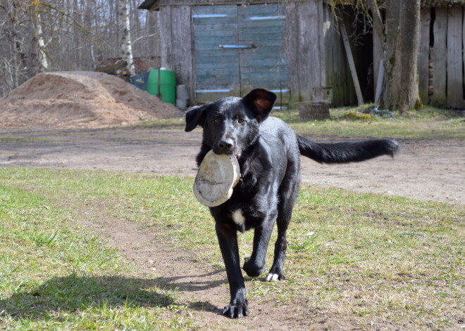 Skandalozā "Dogo" suņu barības lieta: slēgtā sēdē tiesa skatīs prasību par neslavas celšanu