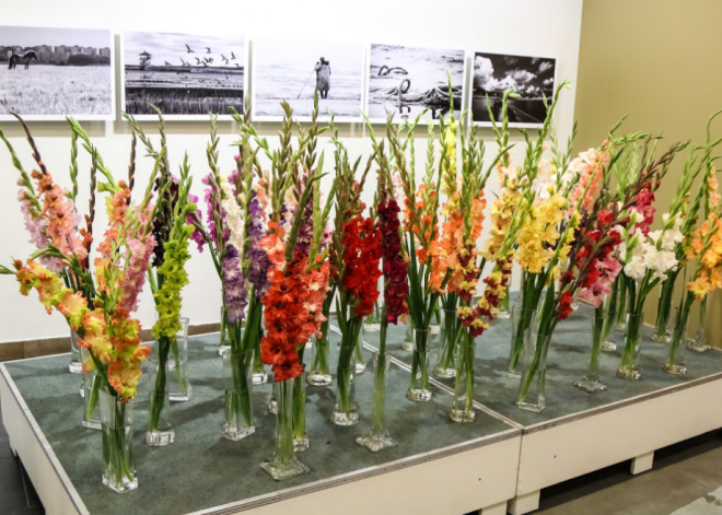 Liepājā varēs apskatīt cēlās rudens puķu karalienes – gladiolas