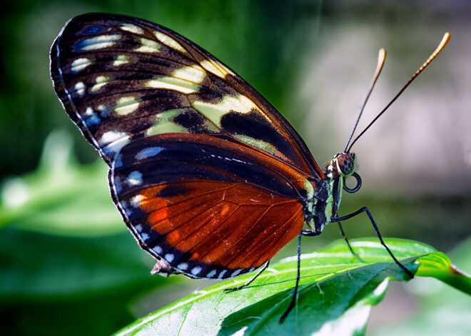 Heliconius hecale ir viens no Panamas un Vidusamerikas tauriņu pasaules skaistuļiem.