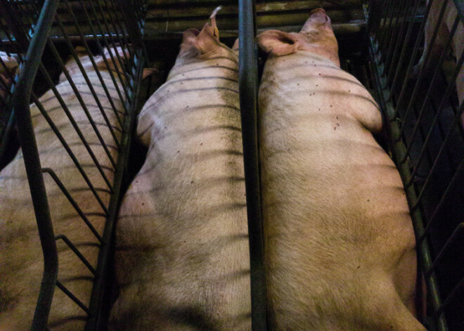 PVD atzīst: grūsnās sivēnmātes fermā Allažos tur nepiemērotos apstākļos