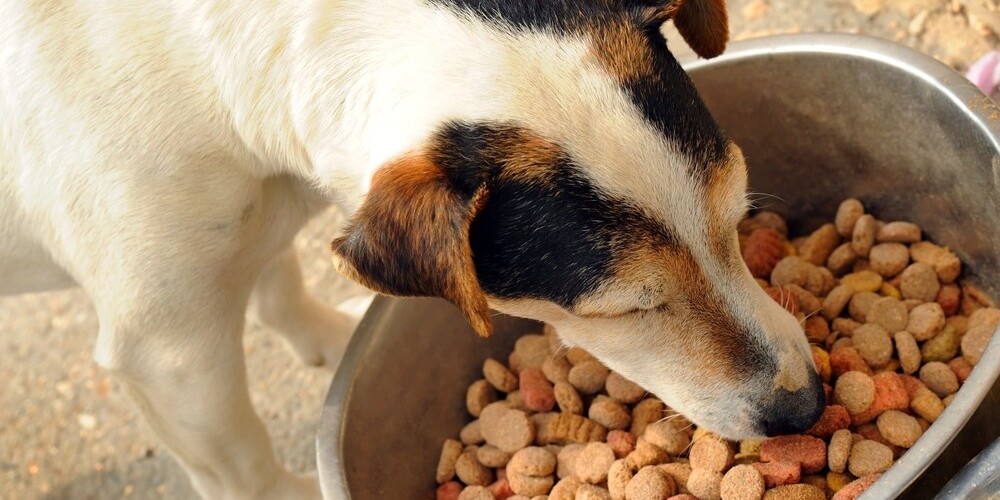 "Dogo" sāga: firmas pasūtītās analīzes dzīvnieku barībā neko ļaunu neatklāj; ražošana turpinās