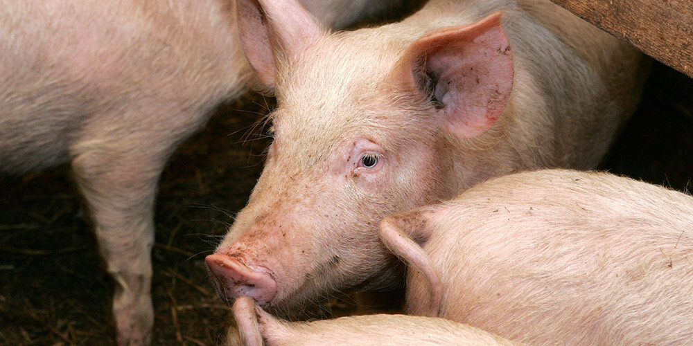 Lai pasargātu mājas cūkas no saslimšanas ar ĀCM un neizbēgamas to likvidēšanas, mājas cūku turētājiem ir stingri jāievēro biodrošības pasākumi, tostarp jānovērš tiešs un netiešs cūku kontakts ar savvaļas un klaiņojošiem dzīvniekiem.