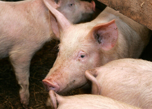 Lai pasargātu mājas cūkas no saslimšanas ar ĀCM un neizbēgamas to likvidēšanas, mājas cūku turētājiem ir stingri jāievēro biodrošības pasākumi, tostarp jānovērš tiešs un netiešs cūku kontakts ar savvaļas un klaiņojošiem dzīvniekiem.