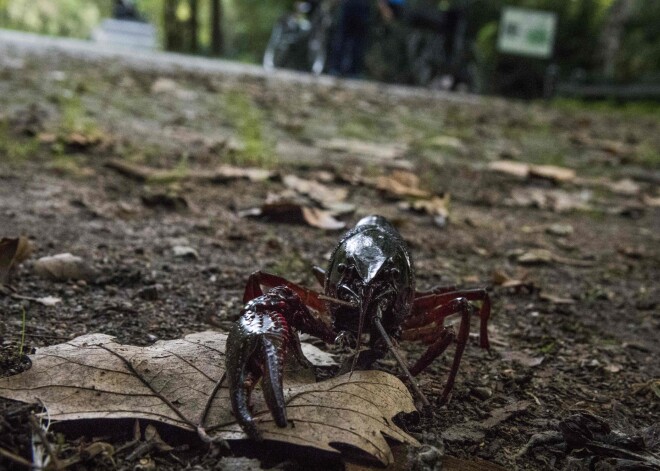 Berlīnes parkā sākuši strauji vairoties vēži