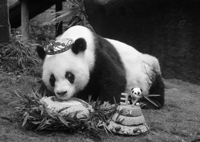 37 gados mūžībā devusies pasaulē vecākā nebrīvē esošā panda