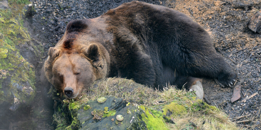 20 gadus būrī turētā Ragaciema lāča Bargā skumjās dzīves beigas