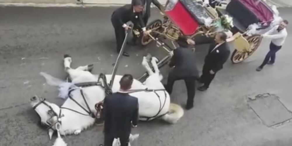 Запряженная в свадебную карету лошадь упала от усталости посреди улицы
