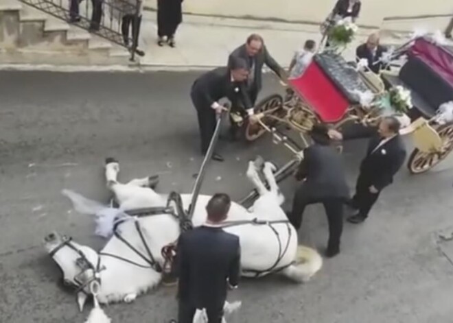 Запряженная в свадебную карету лошадь упала от усталости посреди улицы