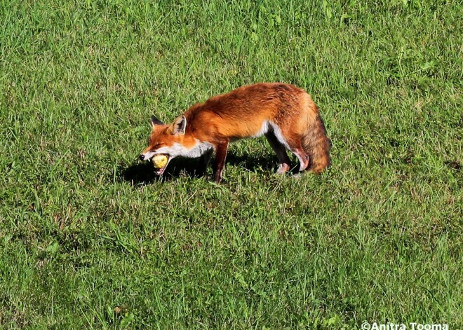 Foto: tā rudenī mūsu plēsēji kļūst par vegāniem