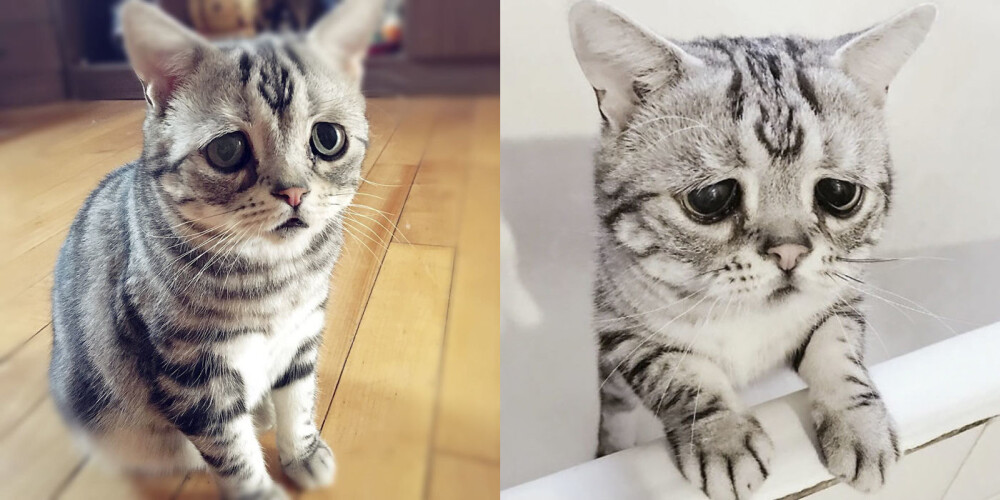 Очень грустный кот из Китая стал звездой соцсетей