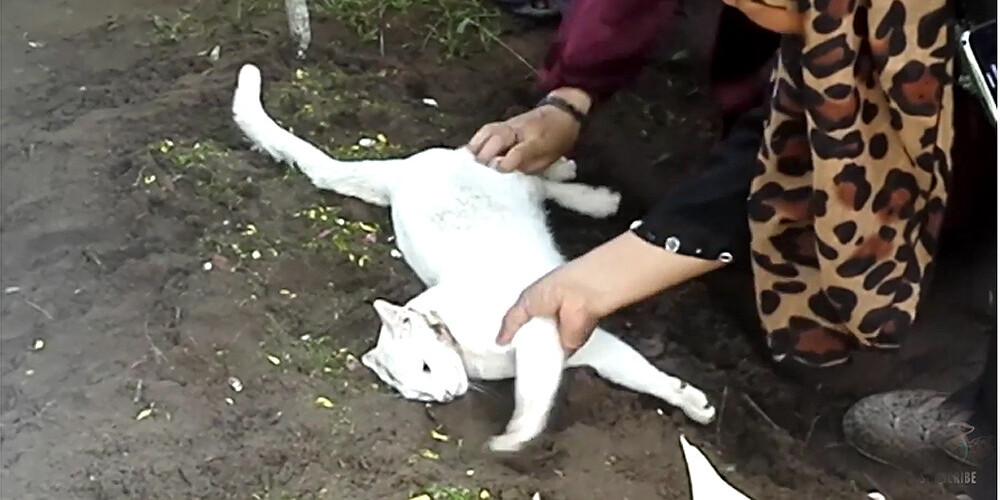 Sirdi plosošs video: kaķis atsakās pamest saimnieka kapu