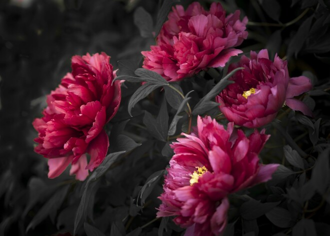 Tavs horoskops šodienai. Pirmdiena, 25. septembris