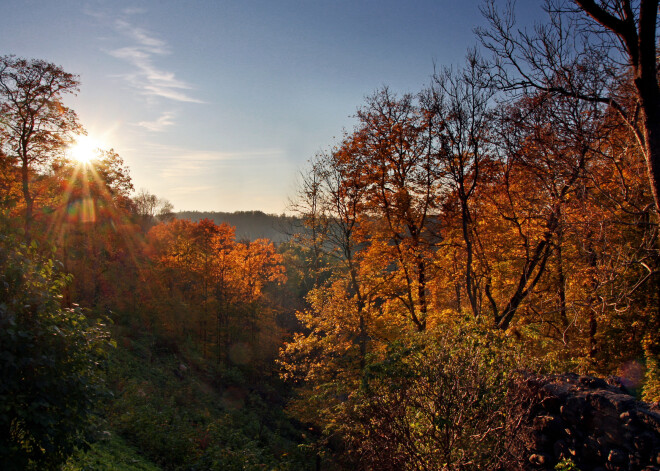 Zelta rudens šogad var būt īpaši krāšņs