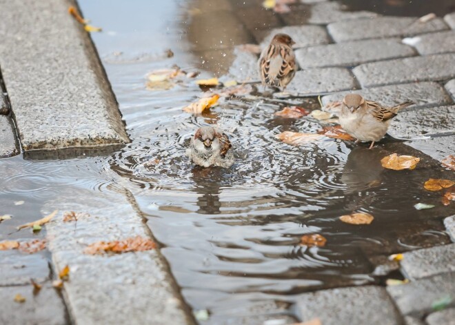 Atvasara turpinās. Kāds laiks gaidāms svētdien?