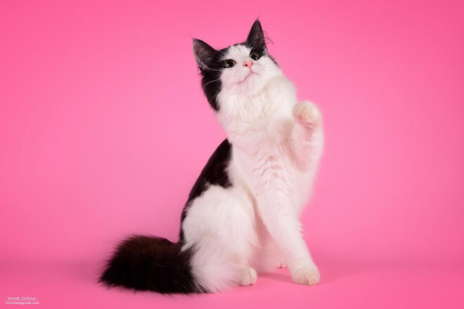 Norvēģijas meža kaķis.