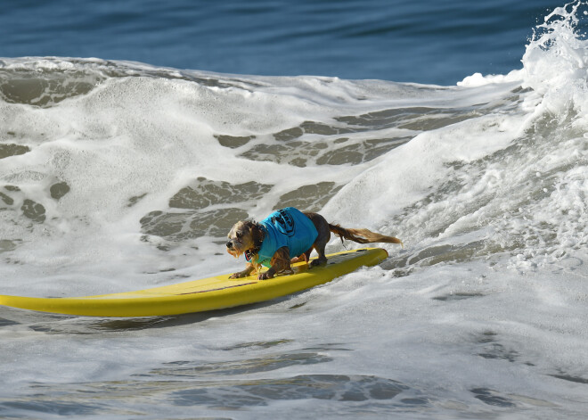 70 pasaules labākie suņi – sērfotāji piedalās pasaulē lielākajās suņu sērfošanas sacensībās “2017 Surf City Surf Dog”.