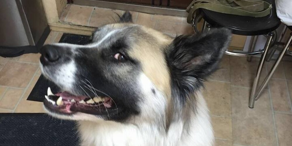 Laimīgi atradies Saulkrastos bojāgājušās Āboliņu ģimenes suns Greko