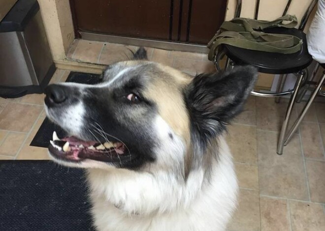 Laimīgi atradies Saulkrastos bojāgājušās Āboliņu ģimenes suns Greko