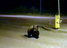 Šis lācis pārsteidzis muitniekus un robežsargus Grebņevas kontrolpunktā. Kad piebrauca kāds kravas auto, ķepainis tomēr devās uz Krievijas pusi.