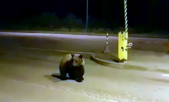 Šis lācis pārsteidzis muitniekus un robežsargus Grebņevas kontrolpunktā. Kad piebrauca kāds kravas auto, ķepainis tomēr devās uz Krievijas pusi.