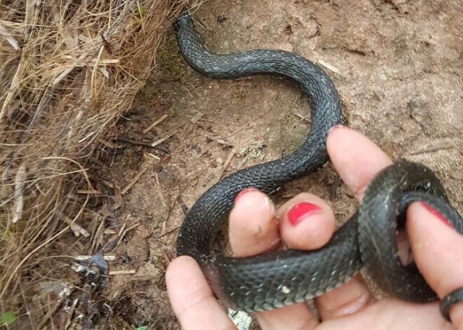 Ne viss esot tā, kā izskatās - Siguldas Serpentīna ceļš satrauc dabas aizstāvjus