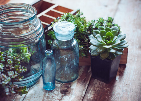 Omulīgāku interjeru padarīs arī telpaugi.