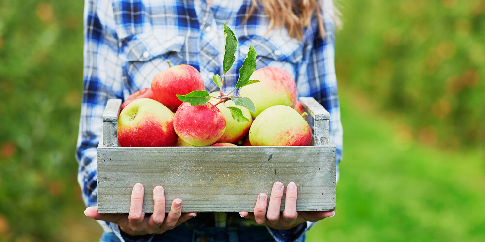 Все о яблоках: влияние на здоровье, состав и лучший выбор