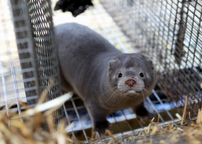 Turpina samazināties ūdeļu audzētavas "Baltic Devon Mink" apgrozījums; aug zaudējumi