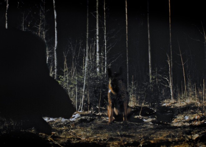 "Ar putām uz lūpām" attiecību trilleris, kas stāsta par aktiera Viļa Daudziņa atveidoto Didzi – bijušo policistu un kaujas suņu treneri.