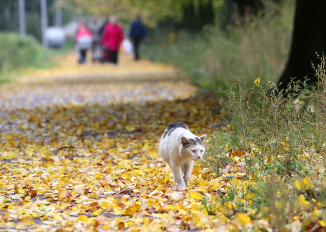 Laika prognoze trešdienai