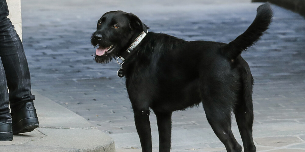 Francijas "pirmais" suns ministru sanāksmes laikā apčurā Elizejas pils kamīnu