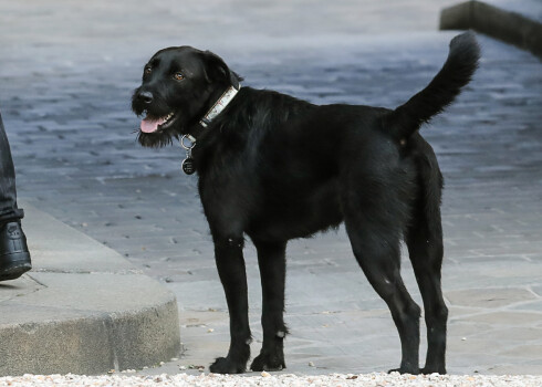 Francijas "pirmais" suns ministru sanāksmes laikā apčurā Elizejas pils kamīnu