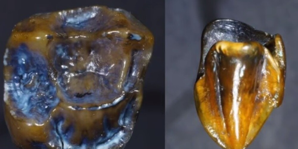 Teju 10 miljonu gadu sens atradums varētu “pārrakstīt” cilvēces vēsturi